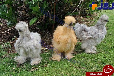 عجیب‌ترین مرغ های دنیا را ببینید +عکس