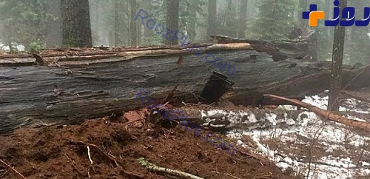 توفان زمستانی منجر به از بین رفتن تونل درختی شد +تصاویر