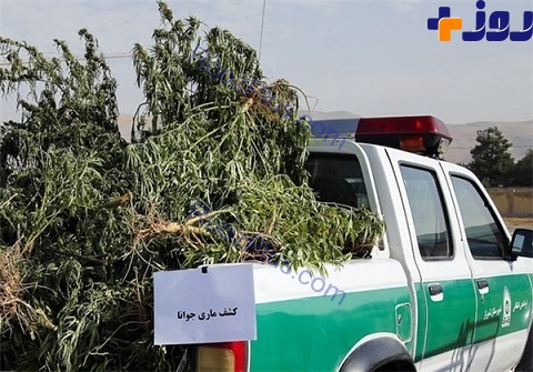 ماریجوانا با جوانان ما چه میکند؟ ماریجوانا با جوانان ما چه میکند؟
