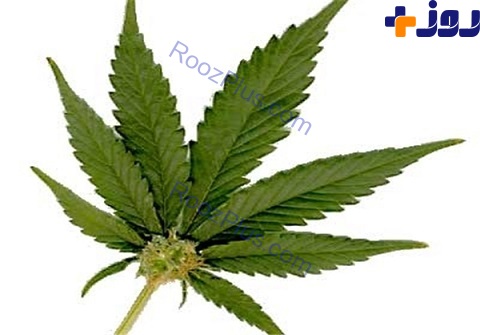 ماریجوانا با جوانان ما چه میکند؟ ماریجوانا با جوانان ما چه میکند؟