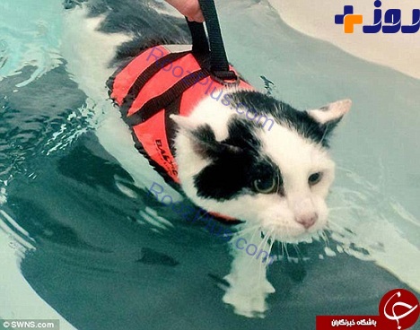 این گربه با شنا وزن کم می کند! + تصاویر