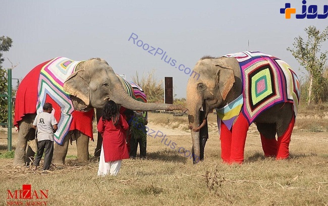 فیل هایی که لباس پشمی می پوشند +عکس