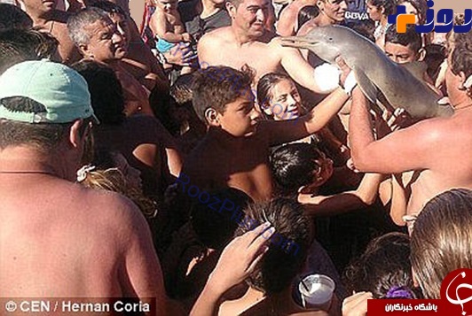 این دلفین به خاطر سلفی گرفتن مردم مُرد + تصاویر