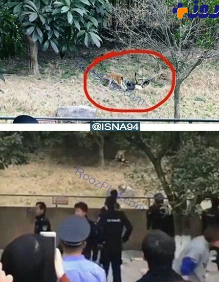 حمله ببر به مردی در باغ وحش چین + عکس