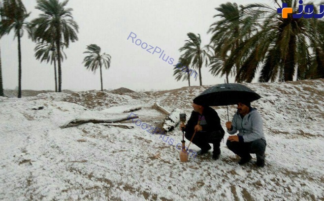 عکس/ برف بوشهر را هم سپید پوش کرده!