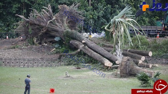 سقوط مرگبار درخت 270 ساله +تصاویر