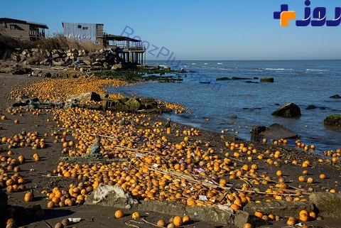 ماجرای پرتقال های لب ساحل شمال چه بود ؟! + عکس