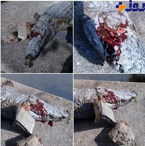 دریک اقدام غیر انسانی کرکودیل باغ وحش با سنگ کشته شد! +تصاویر