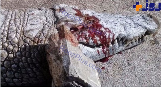 دریک اقدام غیر انسانی کرکودیل باغ وحش با سنگ کشته شد! +تصاویر