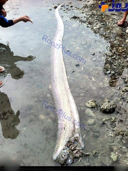 یک ماهی عجیب در این ساحل پیدا شد + عکس