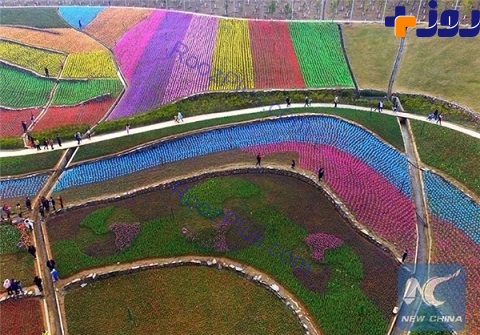 تصاویری زیبا از جشنواره گل‌های لاله در چین