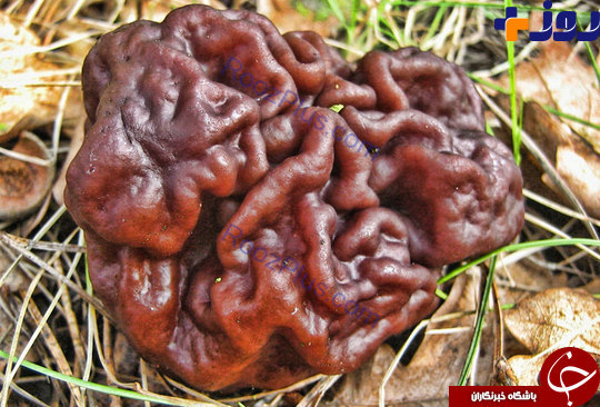 شکل عجیب خطرناک ترین « قارچ» دنیا +تصاویر