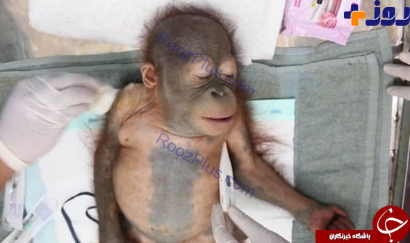 لحظه بیرون آوردن گلوله از بدن یک بچه اورانگوتانِ افسرده+ تصاویر
