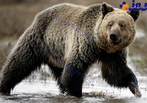 حمله وحشتناک خرس گریزلی به یک شکارچی + عکس