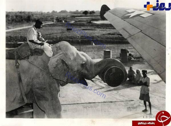 بارگیری هواپیما جنگی توسط فیل در آمریکا1940+عکس