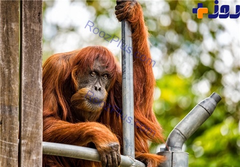 اورانگوتان 60 ساله؛ پیرترین میمون جهان+ تصاویر