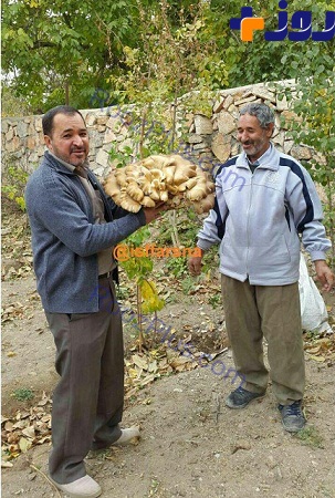 قارچ 7 کیلویی در اصفهان+ عکس