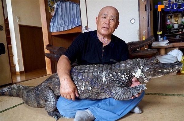 زندگی 34 ساله مرد ژاپنی باحیوان خطرناک +تصاویر
