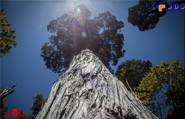 کهنسال‌ترین درخت جهان با عمر بیش از ۳۵۰۰ سال +تصاویر