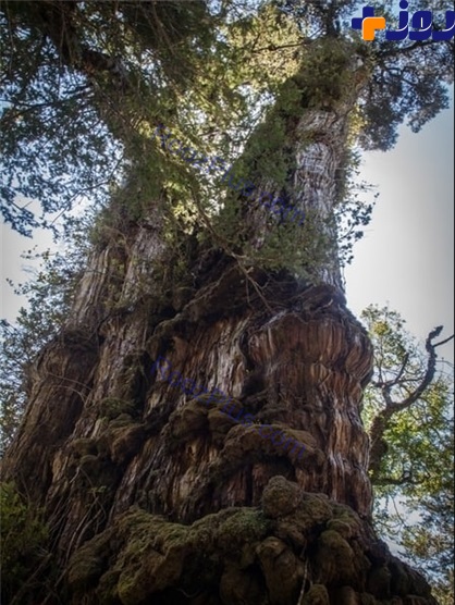 کهنسال‌ترین درخت جهان با عمر بیش از ۳۵۰۰ سال +تصاویر