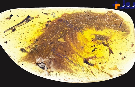 کشف یک دم پردار از دایناسور 100 میلیون ساله در سنگ کهربا +عکس