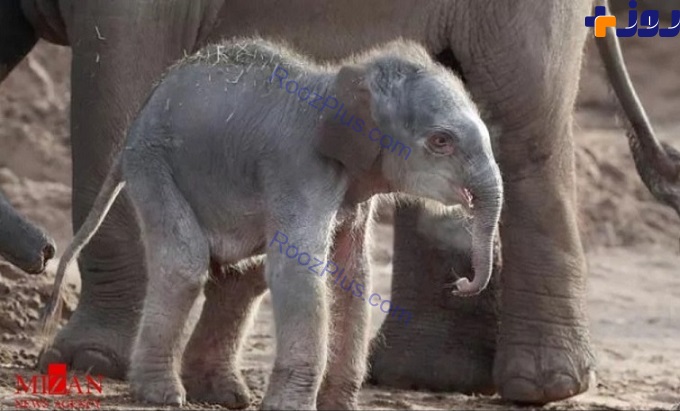 تولد گونه ای کمیاب فیل آسیایی +تصاویر