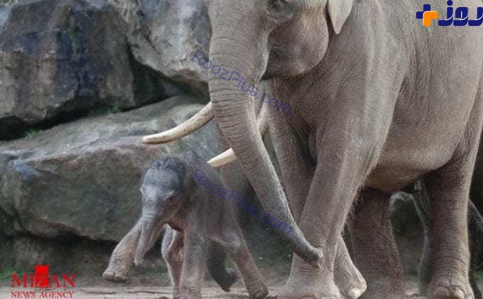 تولد گونه ای کمیاب فیل آسیایی +تصاویر