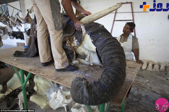 تصاویر/ متاثر کننده از خشک کردن حیوانات در نامیب
