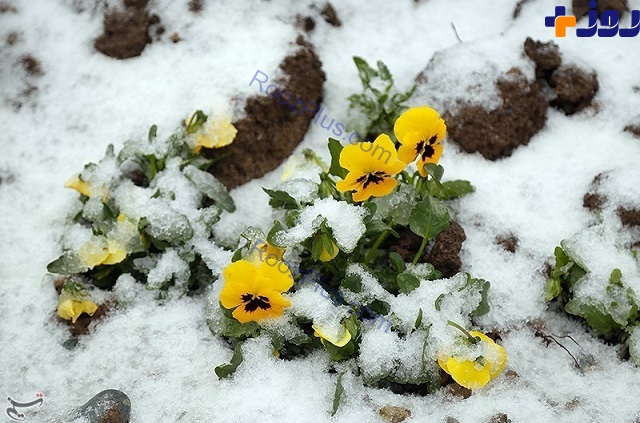 بارش زیبای برف بهاری در کرج +تصاویر