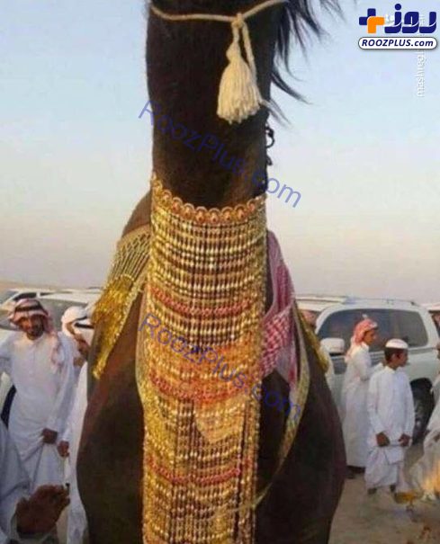 ازدواج جنجالی دو شتر در عربستان +عکس