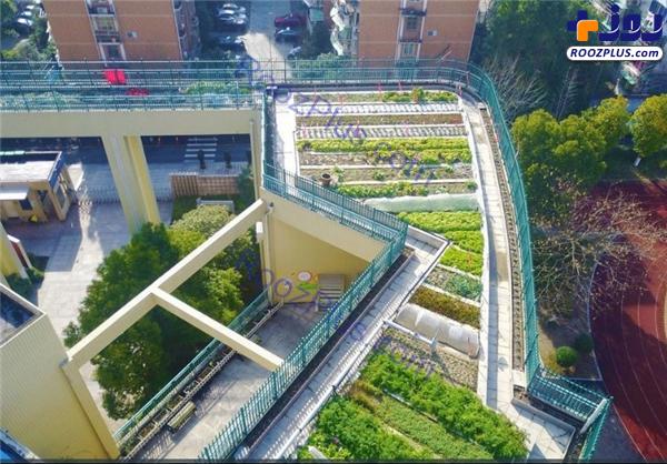 پرورش محصولات کشاورزی روی سقف یک مدرسه در چین +تصاویر
