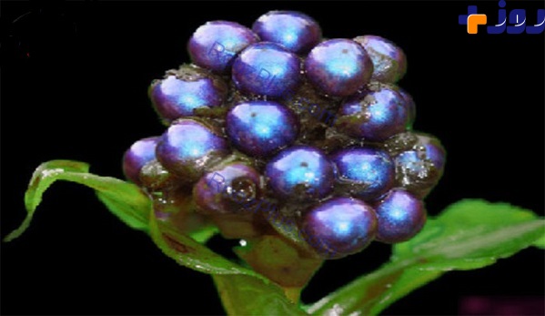 عکس/ کشف میوه‌ای زیبا به رنگ آبی متالیک!