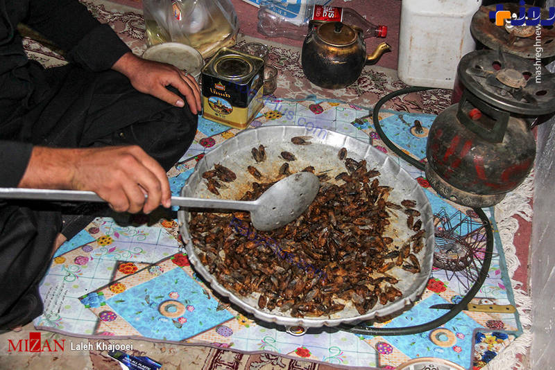 خوردن جیرجیرک در کرمان/ انواع غذا با جیرجیرک سرخ شده!+تصاویر