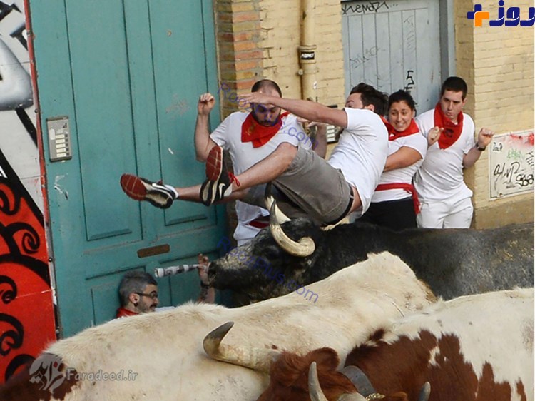 اولین قربانیان فستیوال گاوهای خشمگین +تصاویر
