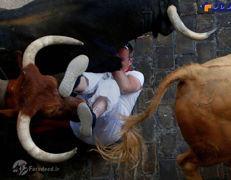 اولین قربانیان فستیوال گاوهای خشمگین +تصاویر