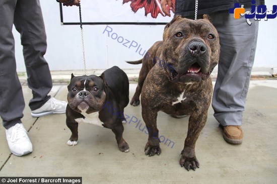این سگ جیبی 75 هزار دلار قیمت دارد! +تصاویر