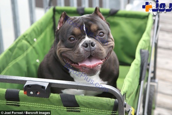 این سگ جیبی 75 هزار دلار قیمت دارد! +تصاویر