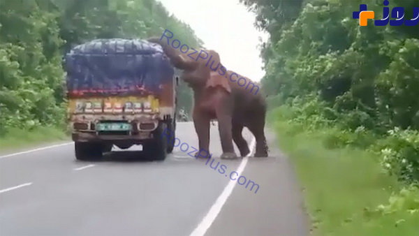 حمله فیل گرسنه به کامیون سیب‌زمینی+عکس