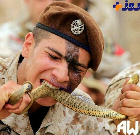 کماندوهای نظامی که مارهای زنده را می خورند+ عکس