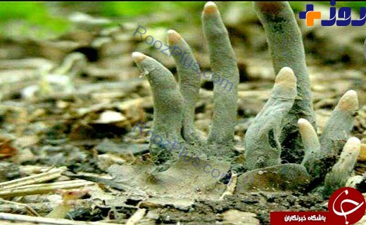 قارچی ترسناک که به انگشت مرد مرده معروف است +تصاویر