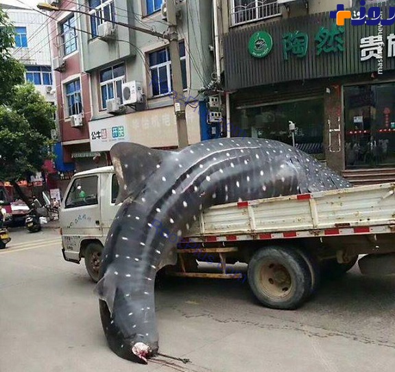صید کوسه نهنگ غول‌پیکر در چین +تصاویر