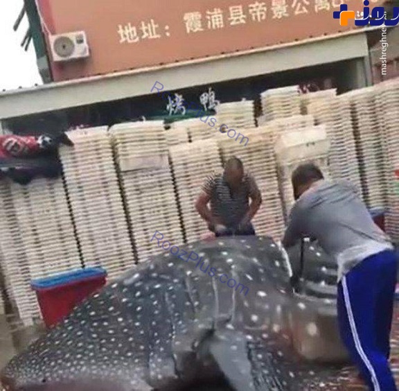 صید کوسه نهنگ غول‌پیکر در چین +تصاویر