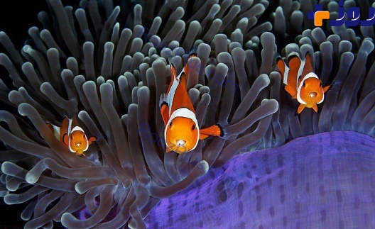 این ماهی ها یک چشم اضافی در دهانشان دارند+عکس