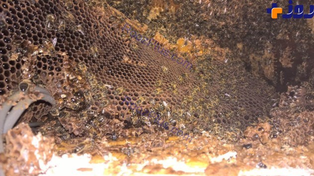 کشف کندوی عظیم عسل در سقف یک خانه! +تصاویر