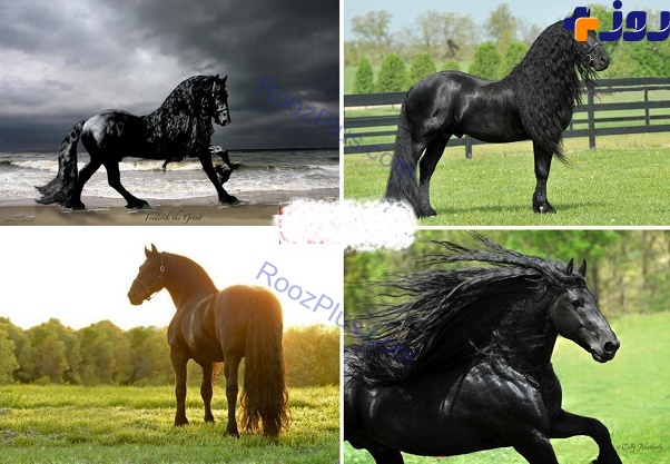 زیباترین اسب های سیاه جهان+ عکس