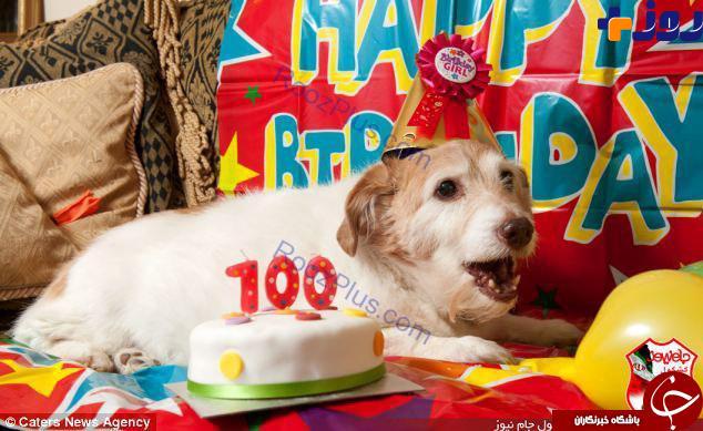 جشن تولد میلیونی برای سگ ها پدیده ای در پایتخت! +تصاویر