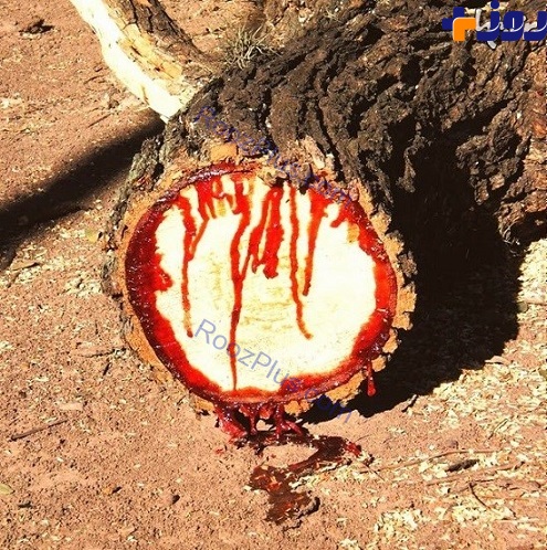 این درخت را زخمی کنید خون گریه می کند! +تصاویر
