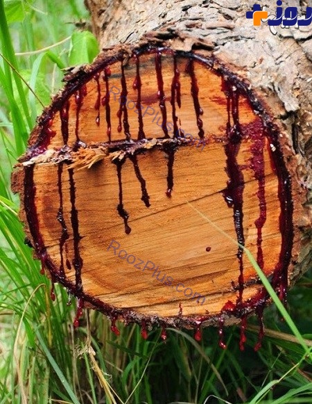 این درخت را زخمی کنید خون گریه می کند! +تصاویر