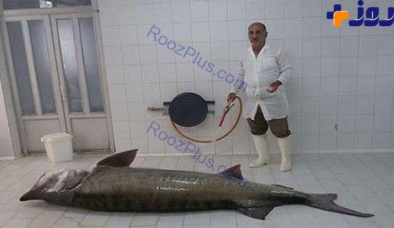 صید ماهی ۲۰۵ کیلویی در سواحل گیلان!/عکس