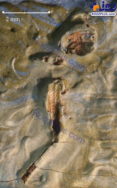 کشف ملخ مرده در نقاشی «ونگوگ»/عکس